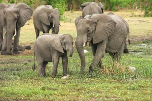 Great Africa's Elephants Photo Credit: Pixabay