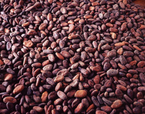 Cocoa beans, chocolate ingredient Photo Credit: Dissolve